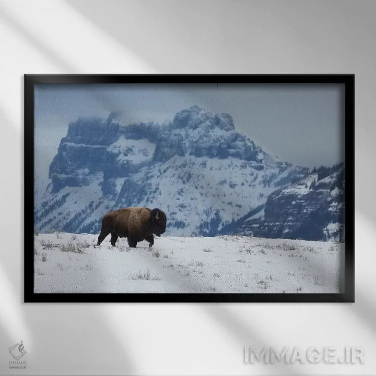 تابلو گاومیش نر کوهاندار در حال حرکت اثر کن آرچر - نمای قابدار مشکی