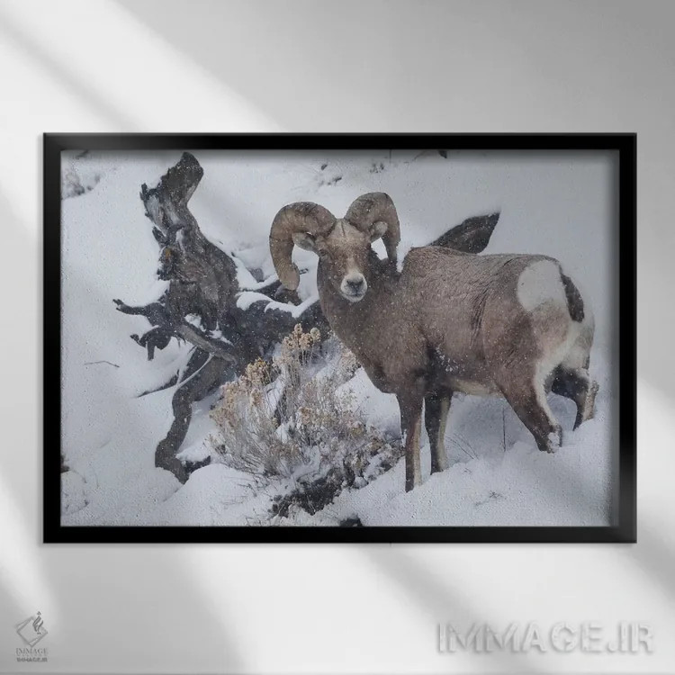 تابلو winter storm,کبش شاخبزرگ کوهی در طوفان زمستانی اثر کن آرچر - نمای قابدار مشکی