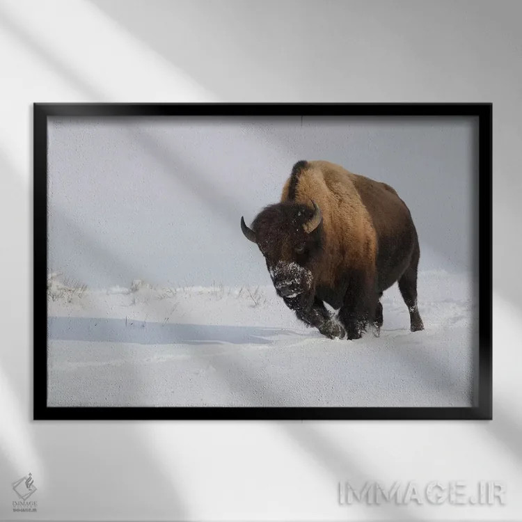 تابلو گاومیش نر کوهاندار در حال حرکت اثر کن آرچر - نمای قابدار مشکی