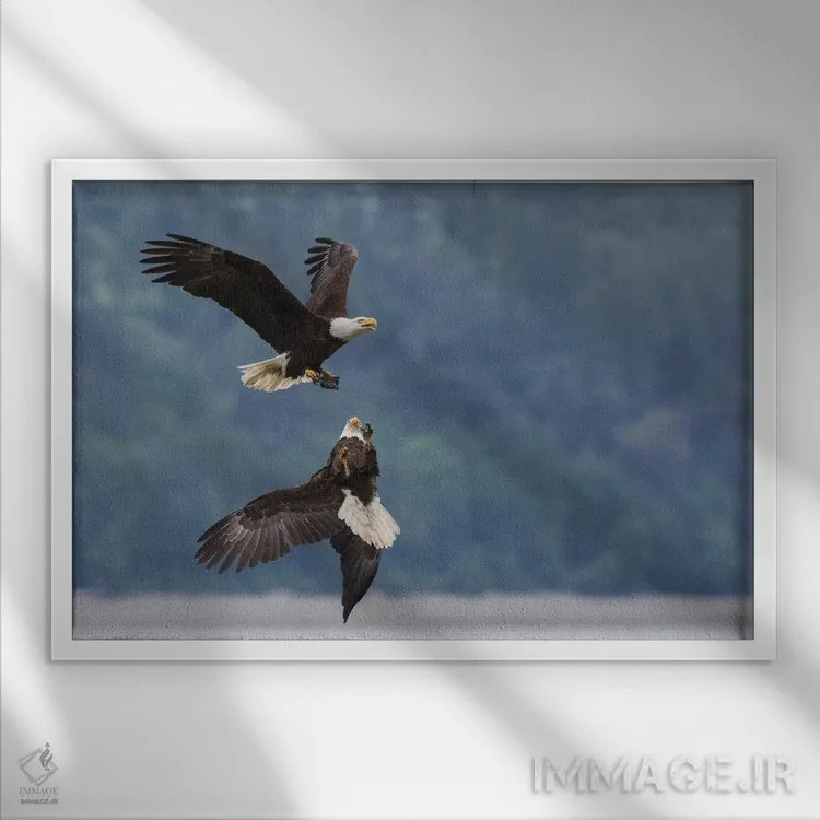 تابلو دو عقاب سرسفید در رقابت بر سر تکهای غذا اثر کن آرچر - نمای قابدار سفید