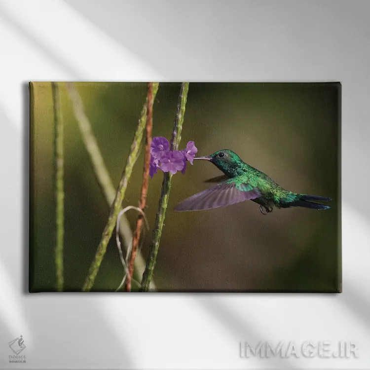 تابلو زمرد گلوآبی (پرنده) اثر کن آرچر - نمای روبهرو روی دیوار