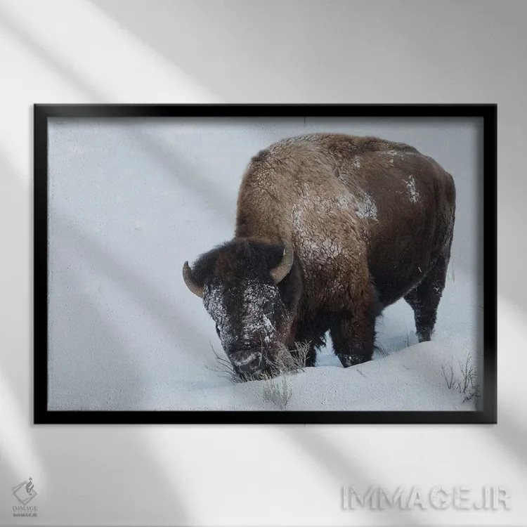 تابلو گاومیش کوهاندار آمریکایی، نر، جستجو در برف عمیق اثر کن آرچر - نمای قابدار مشکی