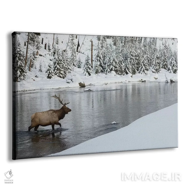 تابلو گوزن شاخپهن نر در حال عبور از رودخانه اثر کن آرچر - نمای پرسپکتیو محصول