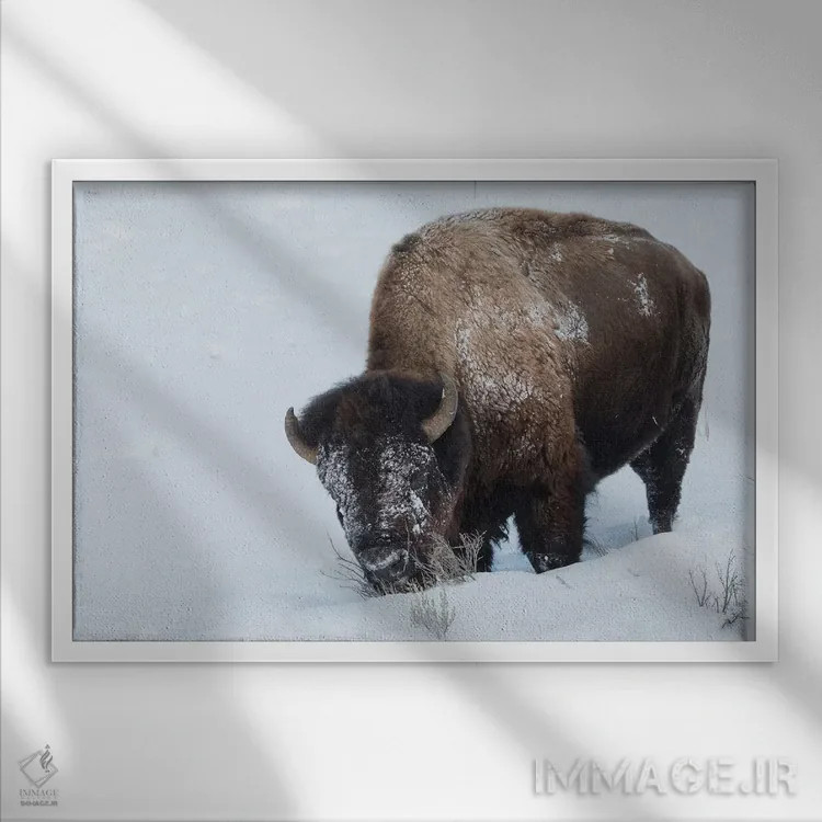 تابلو گاومیش کوهاندار آمریکایی، نر، جستجو در برف عمیق اثر کن آرچر - نمای قابدار سفید