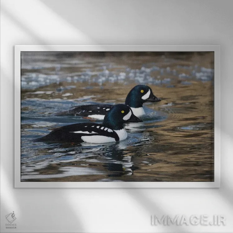 تابلو اردک طلایی باروز در رودخانه یخزده اثر کن آرچر - نمای قابدار سفید