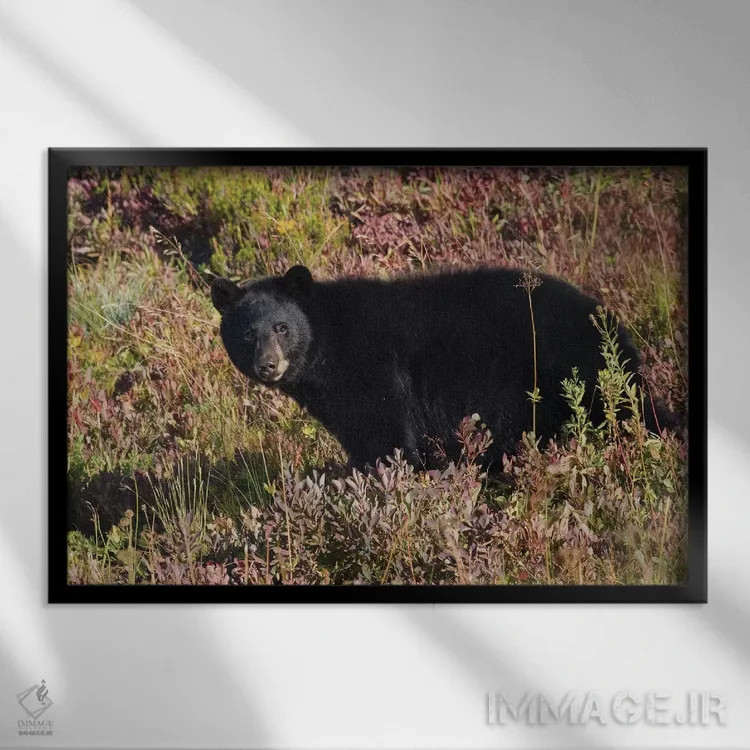 تابلو خرس سیاه و بلوبری پاییزی اثر کن آرچر - نمای قابدار مشکی