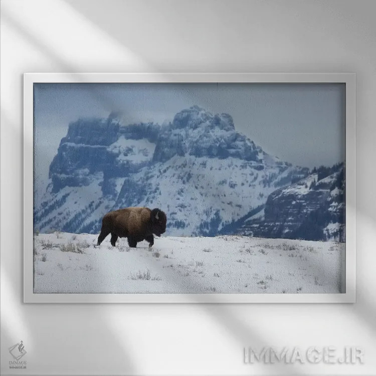 تابلو گاومیش نر کوهاندار در حال حرکت اثر کن آرچر - نمای قابدار سفید