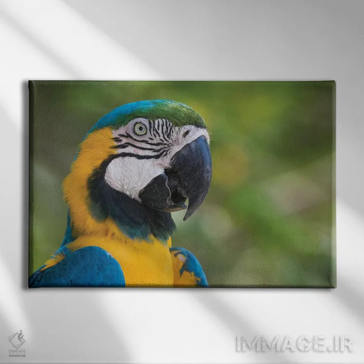 تابلو نمای نزدیک ماکائوی آبی و طلایی اثر کن آرچر - نمای روبهرو روی دیوار