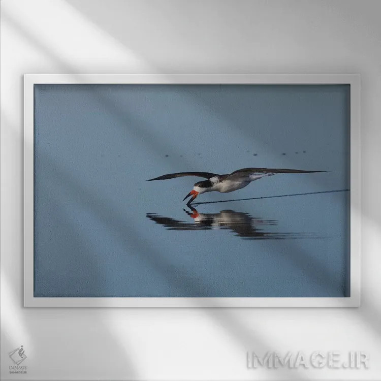 تابلو پرستوماهیگیر سیاه در حال صید غذا اثر کن آرچر - نمای قابدار سفید