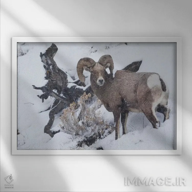 تابلو winter storm,کبش شاخبزرگ کوهی در طوفان زمستانی اثر کن آرچر - نمای قابدار سفید