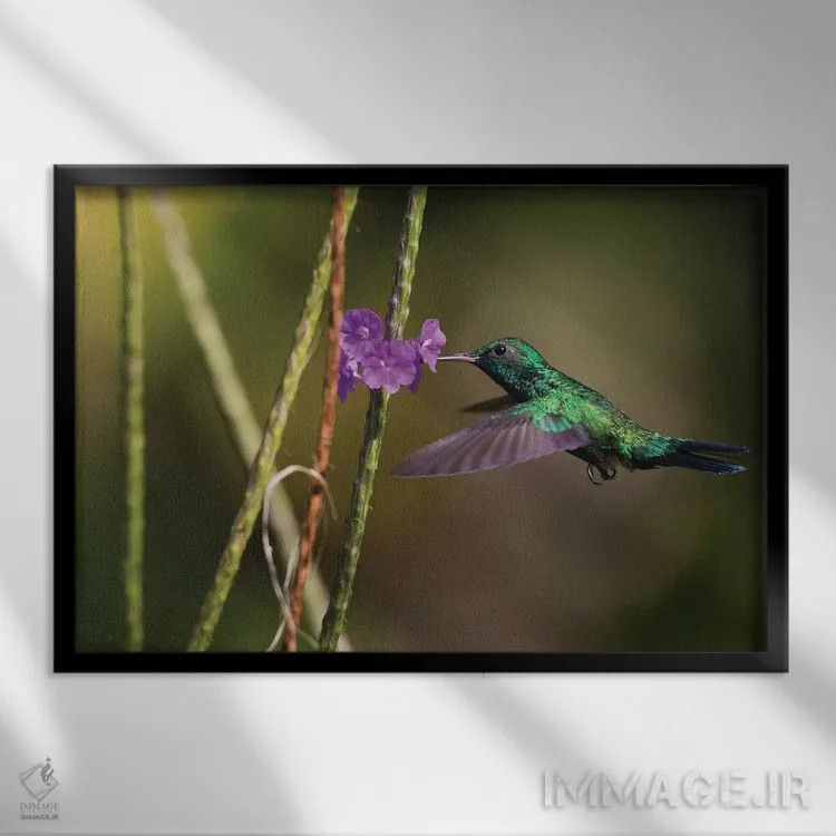تابلو زمرد گلوآبی (پرنده) اثر کن آرچر - نمای قابدار مشکی