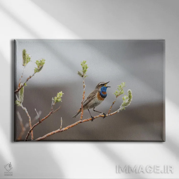 تابلو آواز قلمرو بلوتروت (گلوآبی) اثر کن آرچر - نمای روبهرو روی دیوار