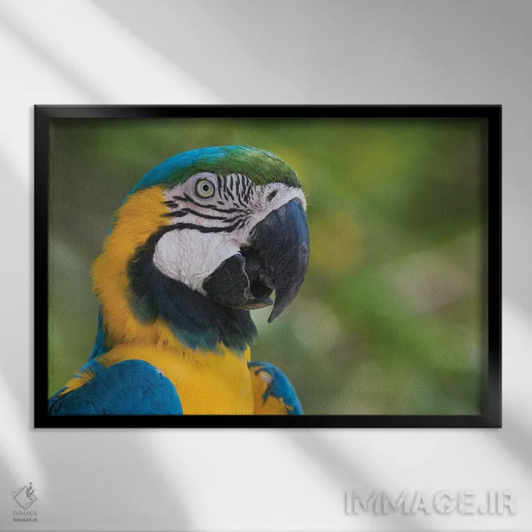 تابلو نمای نزدیک ماکائوی آبی و طلایی اثر کن آرچر - نمای قابدار مشکی