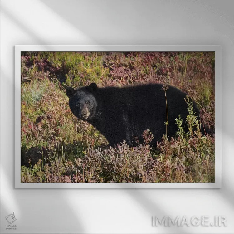 تابلو خرس سیاه و بلوبری پاییزی اثر کن آرچر - نمای قابدار سفید