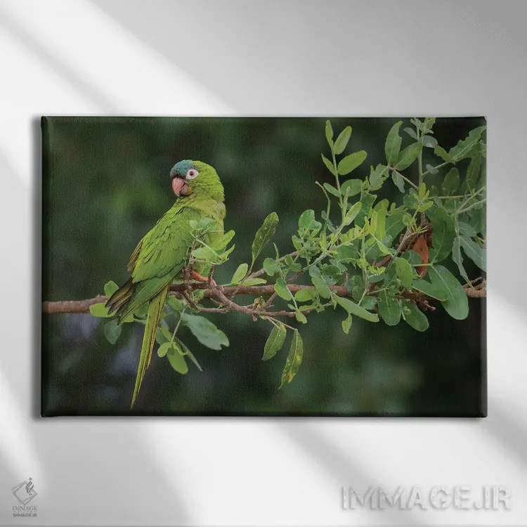 تابلو پاراکیت تاجآبی اثر کن آرچر - نمای روبهرو روی دیوار