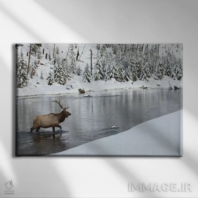 تابلو گوزن شاخپهن نر در حال عبور از رودخانه اثر کن آرچر - نمای روبهرو روی دیوار