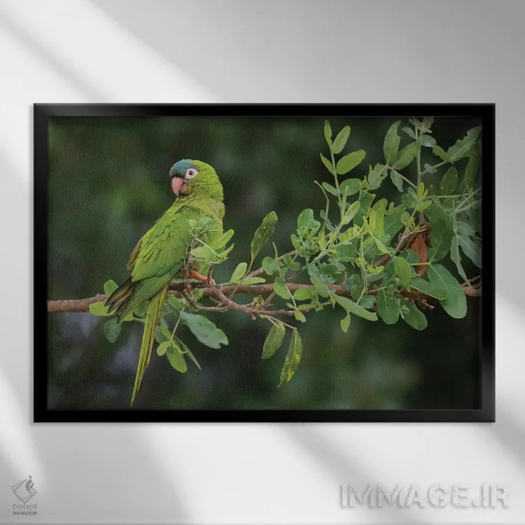 تابلو پاراکیت تاجآبی اثر کن آرچر - نمای قابدار مشکی