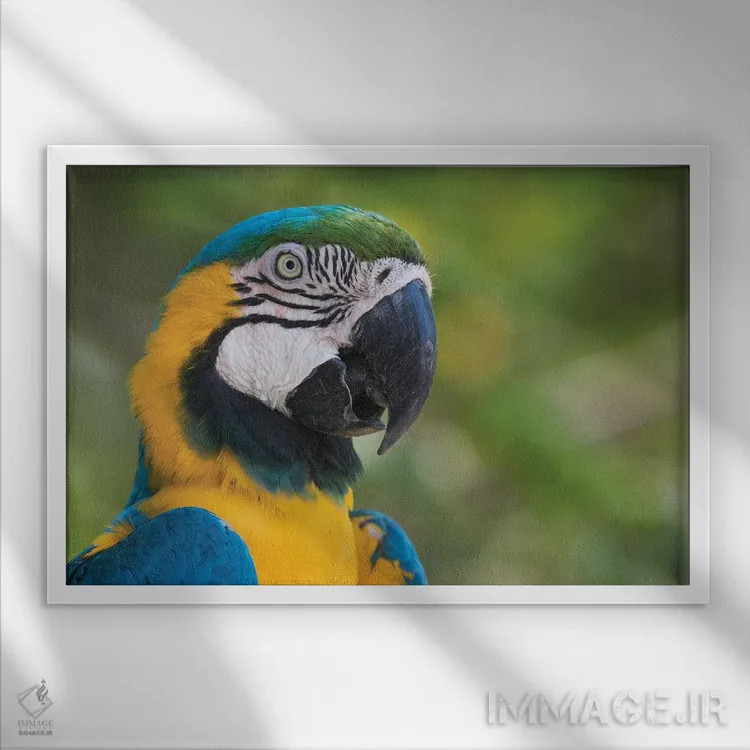 تابلو نمای نزدیک ماکائوی آبی و طلایی اثر کن آرچر - نمای قابدار سفید