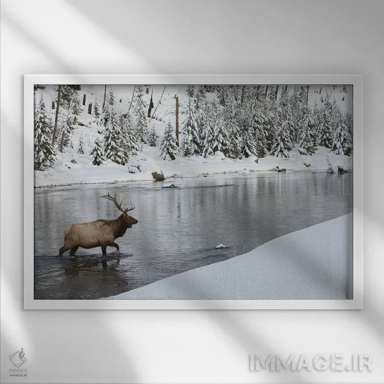 تابلو گوزن شاخپهن نر در حال عبور از رودخانه اثر کن آرچر - نمای قابدار سفید