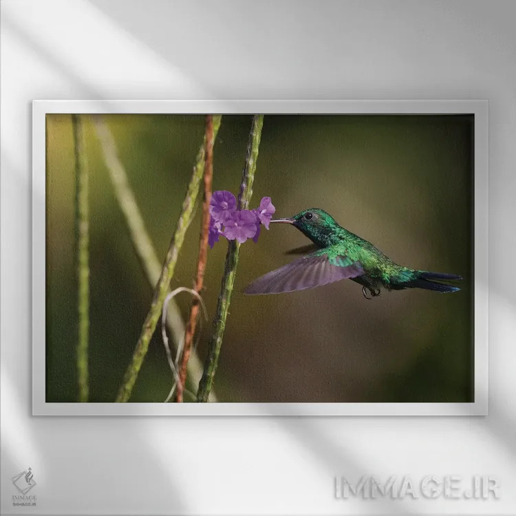 تابلو زمرد گلوآبی (پرنده) اثر کن آرچر - نمای قابدار سفید