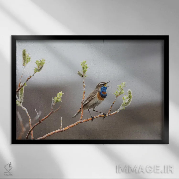 تابلو آواز قلمرو بلوتروت (گلوآبی) اثر کن آرچر - نمای قابدار مشکی