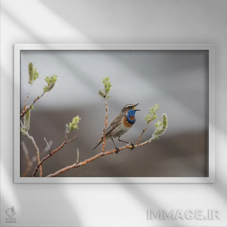 تابلو آواز قلمرو بلوتروت (گلوآبی) اثر کن آرچر - نمای قابدار سفید