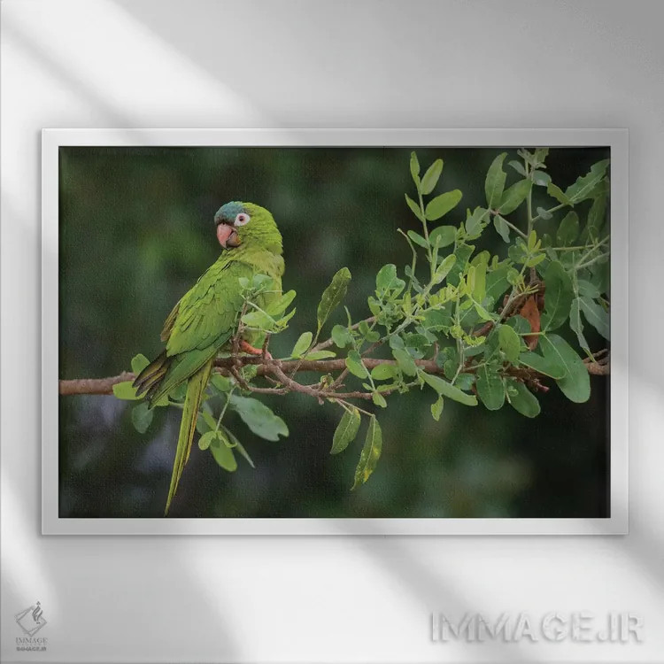 تابلو پاراکیت تاجآبی اثر کن آرچر - نمای قابدار سفید