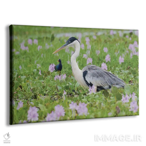 تابلو حواصیل کوکویی در حال کمین در تالابهای گلدار اثر کن آرچر - نمای پرسپکتیو محصول