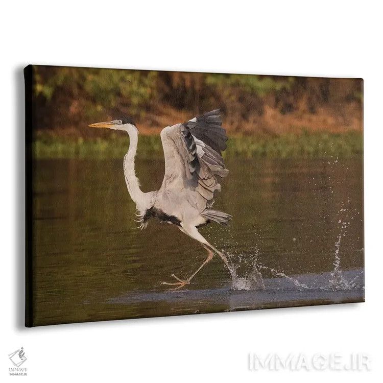 تابلو walking on water,حواصیل کوکویی در حال راه رفتن روی آب اثر کن آرچر - نمای پرسپکتیو محصول