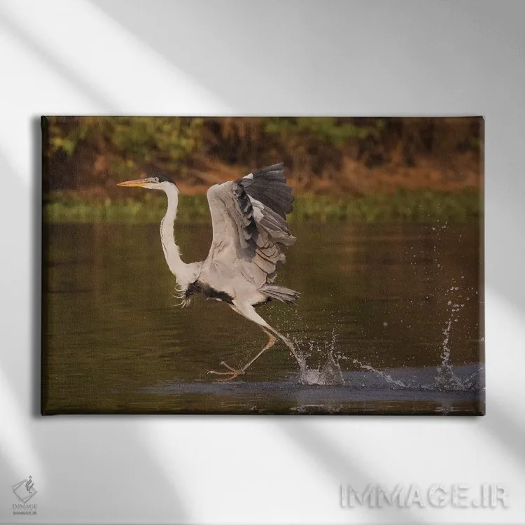 تابلو walking on water,حواصیل کوکویی در حال راه رفتن روی آب اثر کن آرچر - نمای روبهرو روی دیوار