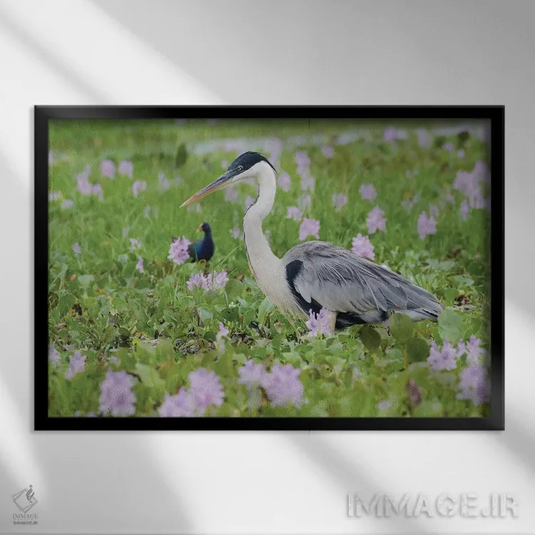 تابلو حواصیل کوکویی در حال کمین در تالابهای گلدار اثر کن آرچر - نمای قابدار مشکی