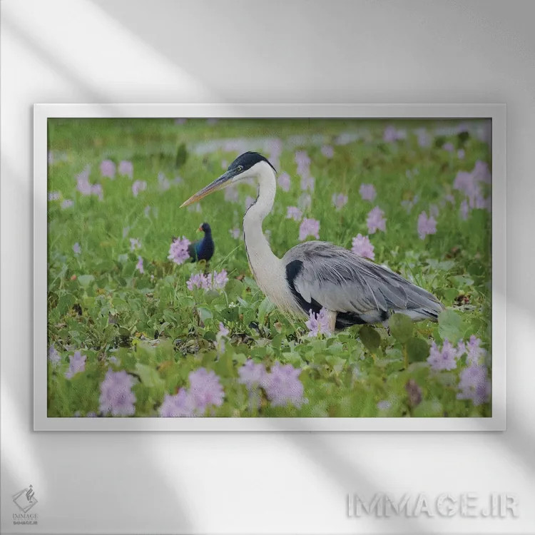 تابلو حواصیل کوکویی در حال کمین در تالابهای گلدار اثر کن آرچر - نمای قابدار سفید