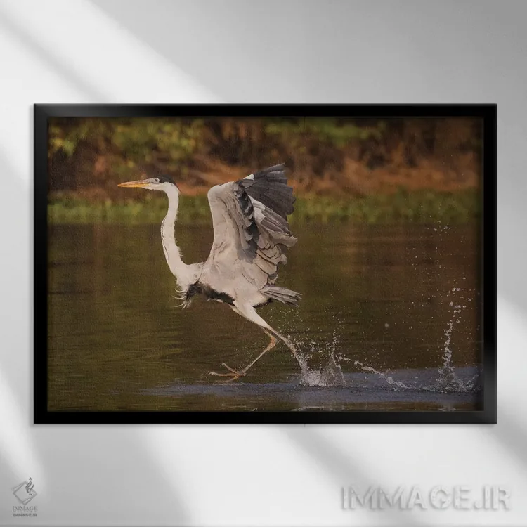تابلو walking on water,حواصیل کوکویی در حال راه رفتن روی آب اثر کن آرچر - نمای قابدار مشکی