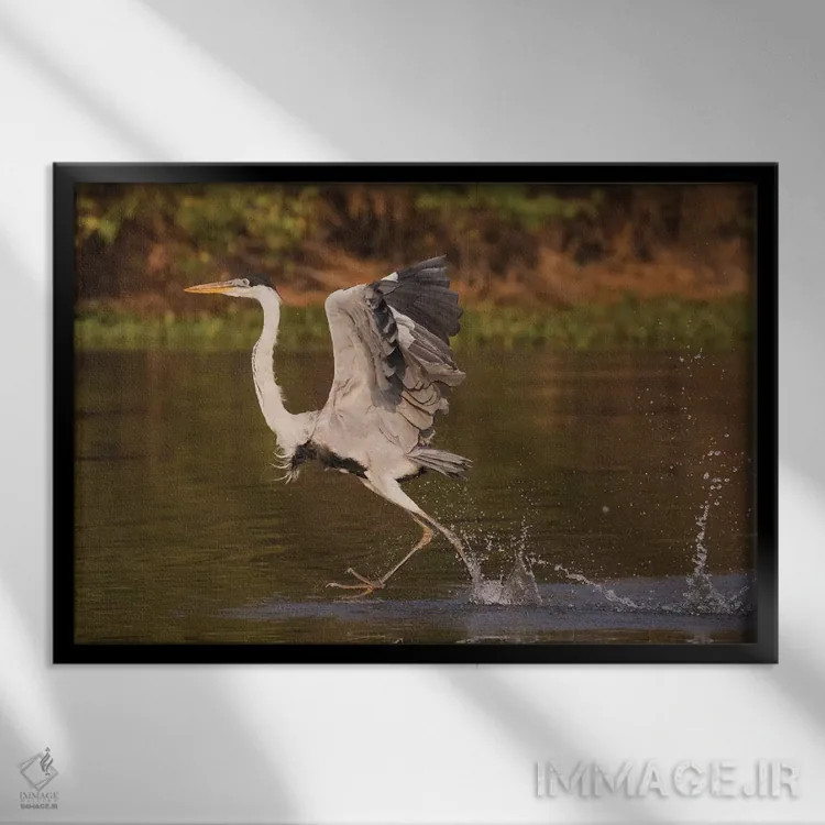 تابلو walking on water,حواصیل کوکویی در حال راه رفتن روی آب اثر کن آرچر - نمای قابدار مشکی