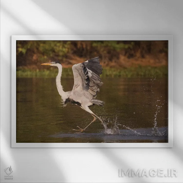 تابلو walking on water,حواصیل کوکویی در حال راه رفتن روی آب اثر کن آرچر - نمای قابدار سفید