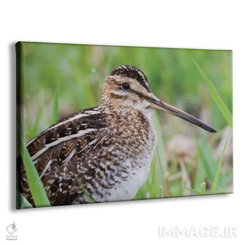 تابلو نمای نزدیک چلچه معمولی اثر کن آرچر - نمای پرسپکتیو محصول