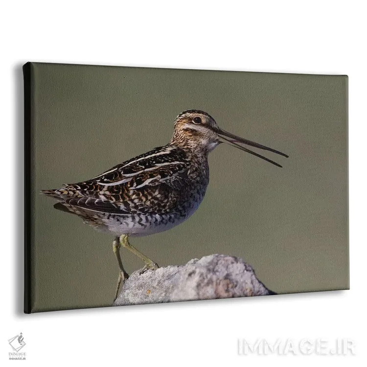 تابلو چِلچه معمولی در حال صدا زدن اثر کن آرچر - نمای پرسپکتیو محصول