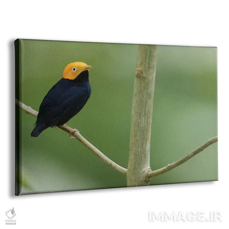 تابلو مناکین سرطلایی اثر کن آرچر - نمای پرسپکتیو محصول