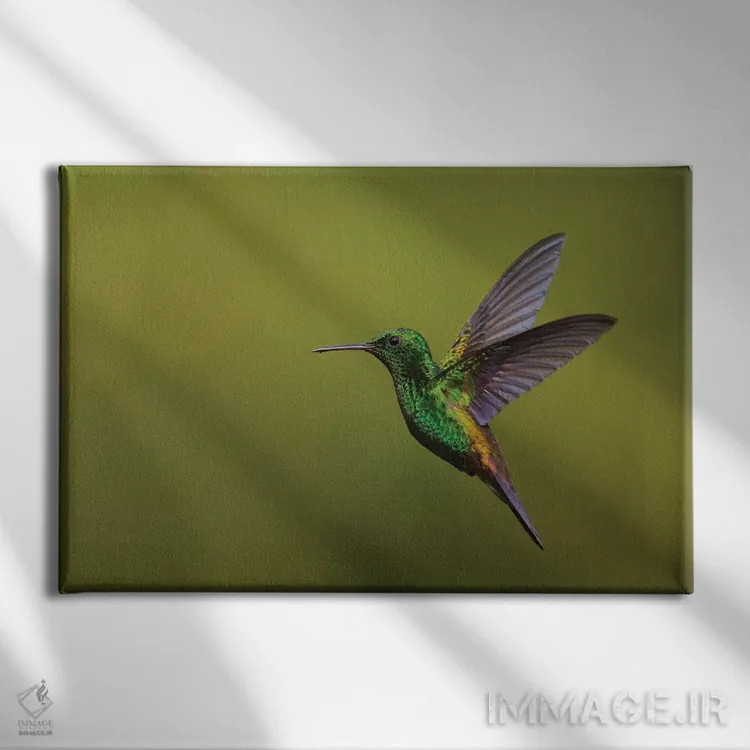 تابلو مرغ مگسخوار دممسی اثر کن آرچر - نمای روبهرو روی دیوار