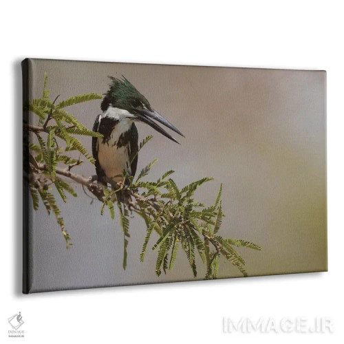 تابلو مرغ ماهیخوار آمازون ماده اثر کن آرچر - نمای پرسپکتیو محصول