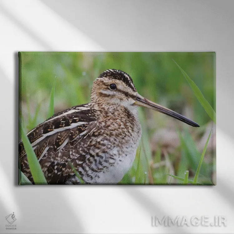 تابلو نمای نزدیک چلچه معمولی اثر کن آرچر - نمای روبهرو روی دیوار