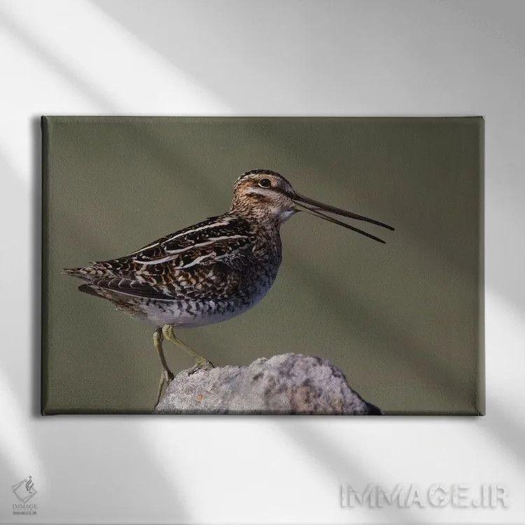 تابلو چِلچه معمولی در حال صدا زدن اثر کن آرچر - نمای روبهرو روی دیوار