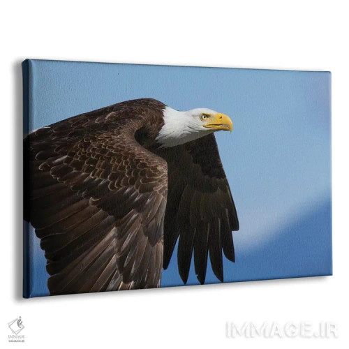 تابلو پرواز عقاب سرسفید ۲ اثر کن آرچر - نمای پرسپکتیو محصول