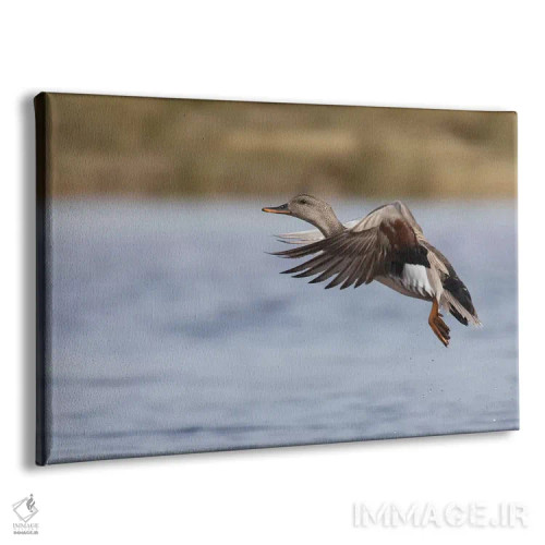 تابلو اردک خواجهگی نر در حال پرواز اثر کن آرچر - نمای پرسپکتیو محصول