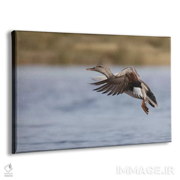تابلو اردک خواجهگی نر در حال پرواز اثر کن آرچر - نمای پرسپکتیو محصول