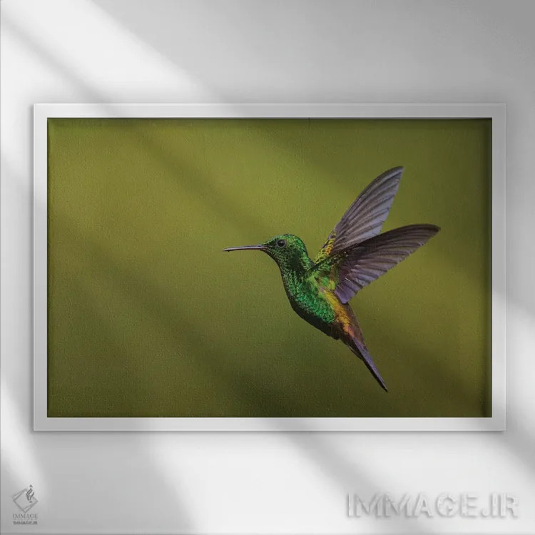 تابلو مرغ مگسخوار دممسی اثر کن آرچر - نمای قابدار سفید