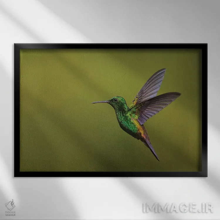 تابلو مرغ مگسخوار دممسی اثر کن آرچر - نمای قابدار مشکی
