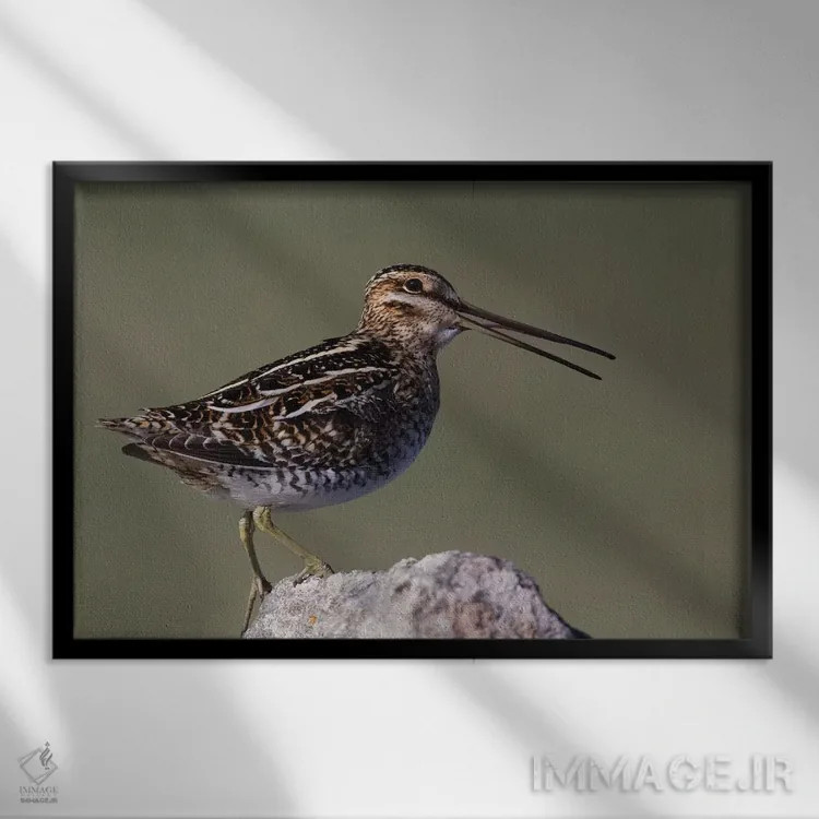 تابلو چِلچه معمولی در حال صدا زدن اثر کن آرچر - نمای قابدار مشکی