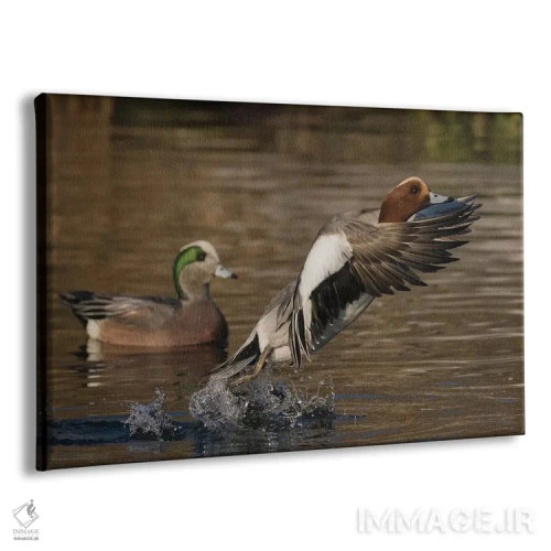 تابلو اردک ویژئون اوراسیایی در حال پرواز اثر کن آرچر - نمای پرسپکتیو محصول
