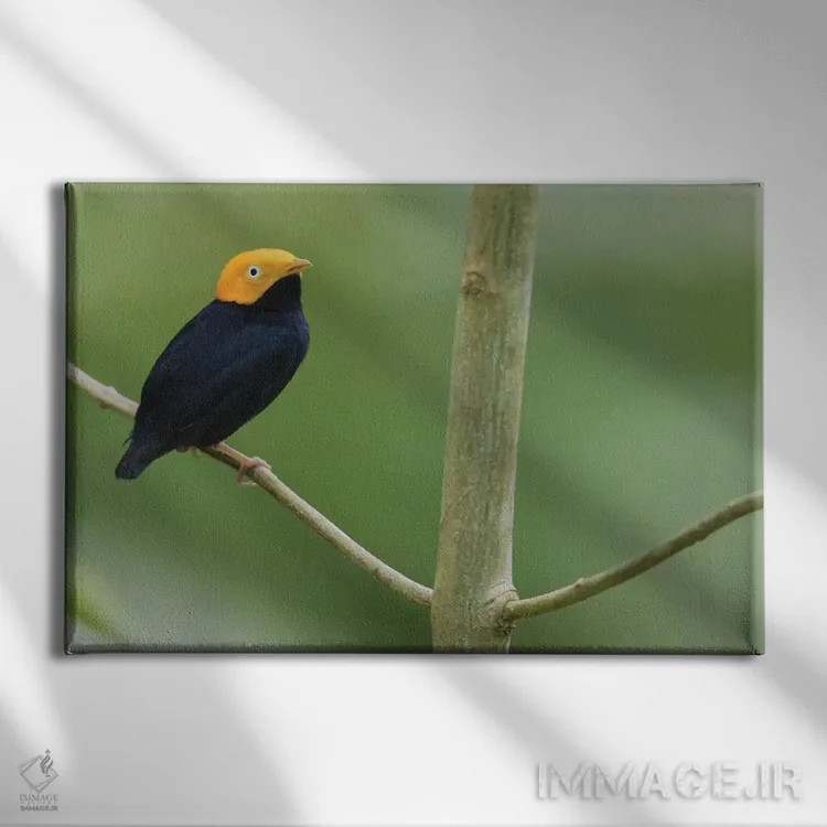 تابلو مناکین سرطلایی اثر کن آرچر - نمای روبهرو روی دیوار